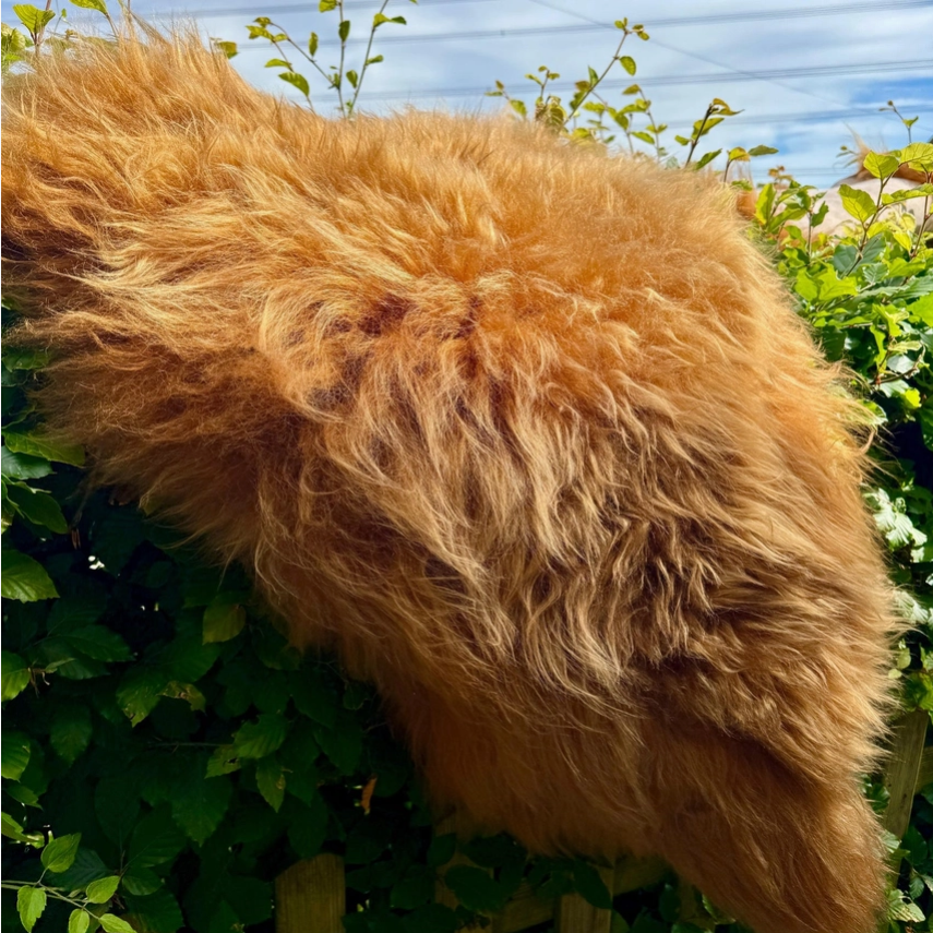Highland Cow Sheepskin Rug