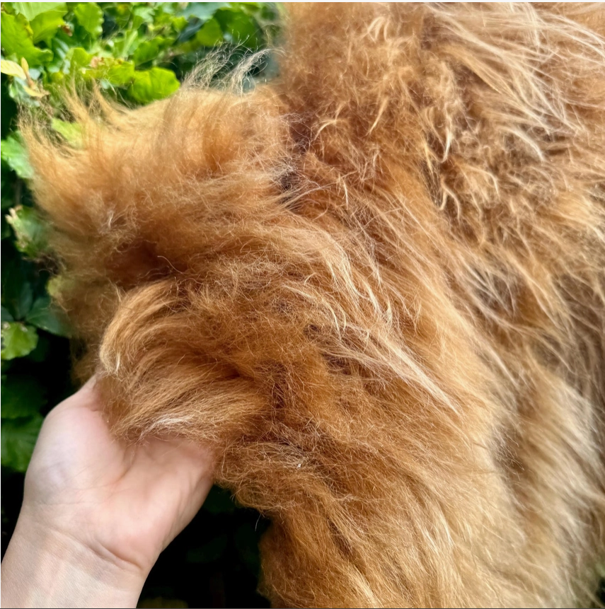 Highland Cow Sheepskin Rug