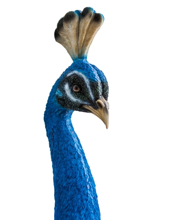 Peacock Head Wall Figure