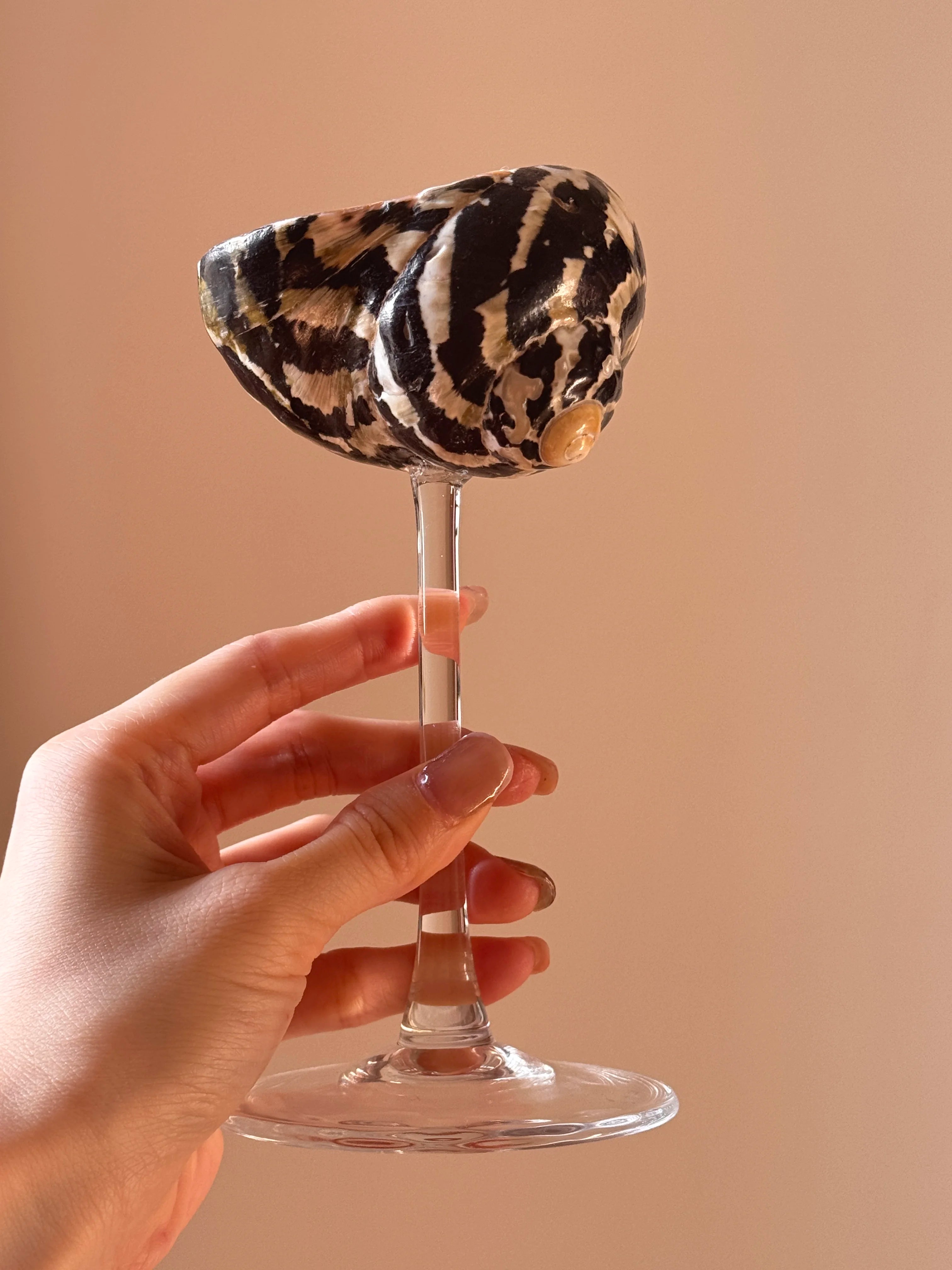 Natural Shell Glasses