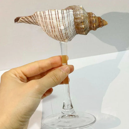 Natural Shell Glasses