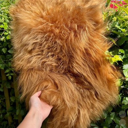 Highland Cow Sheepskin Rug