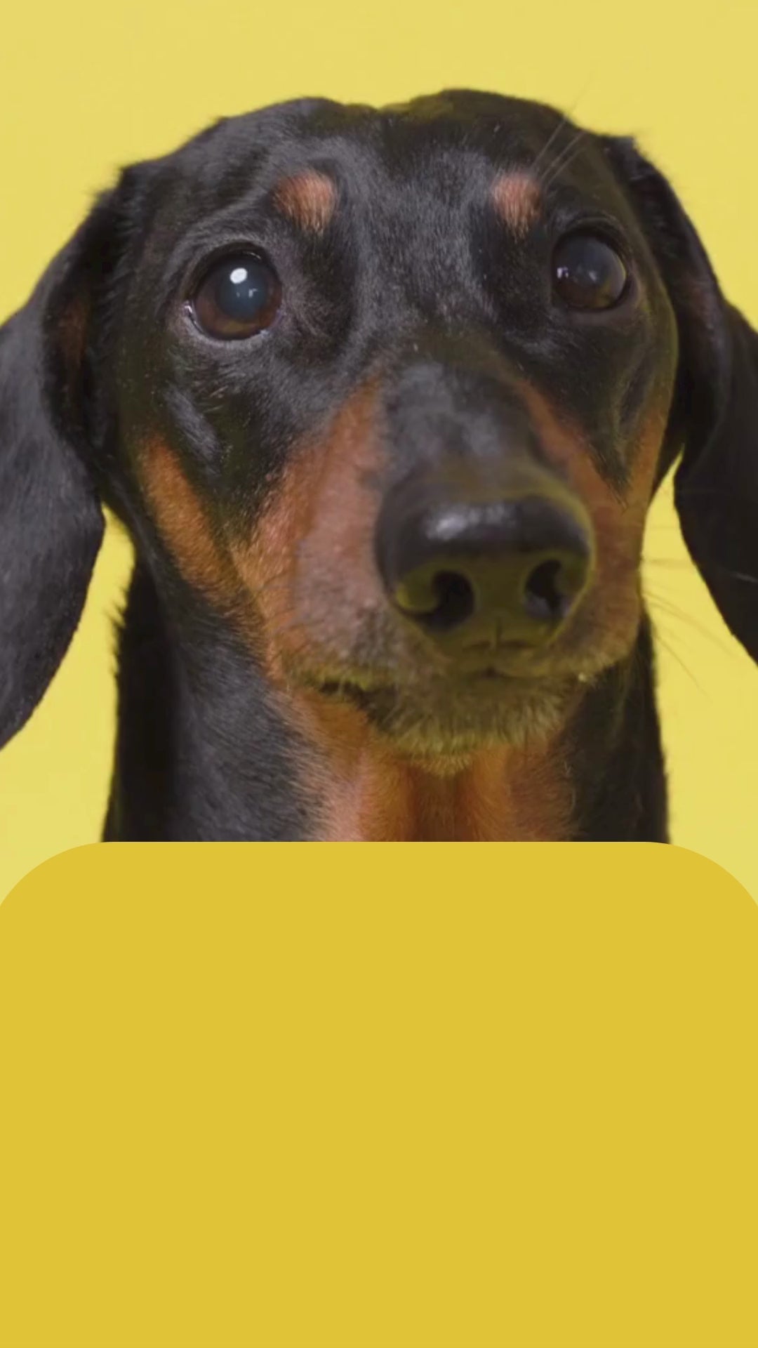 Dachshund In Rain Coat Crossbody Bag