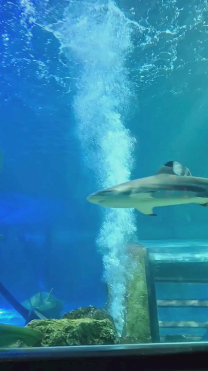 Great White Shark Necklace