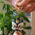 Lion Dance Keyring - Floral Fawna