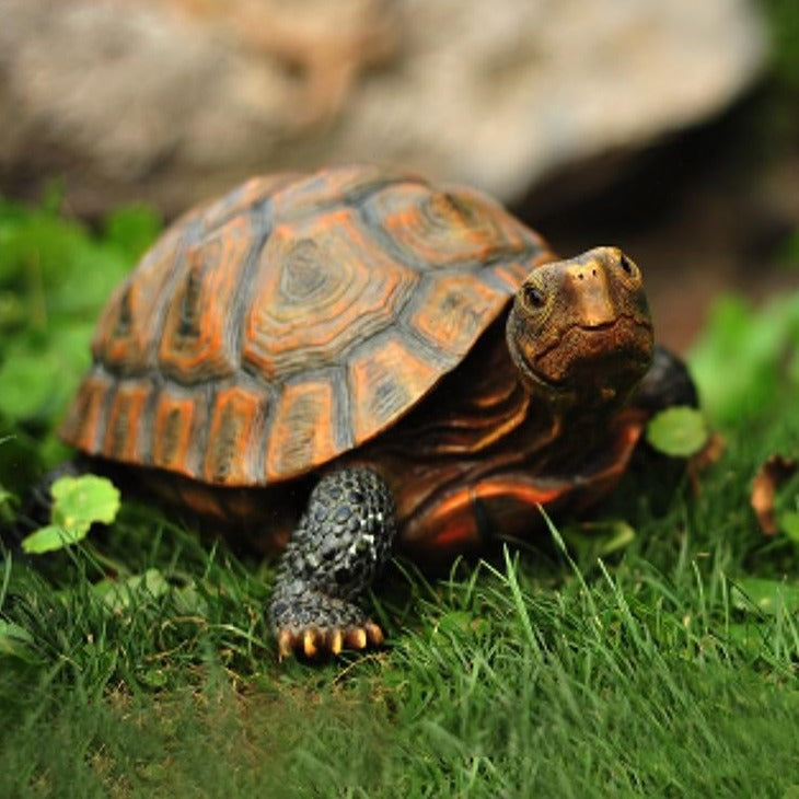 Tortoise Garden Ornament - Floral Fawna